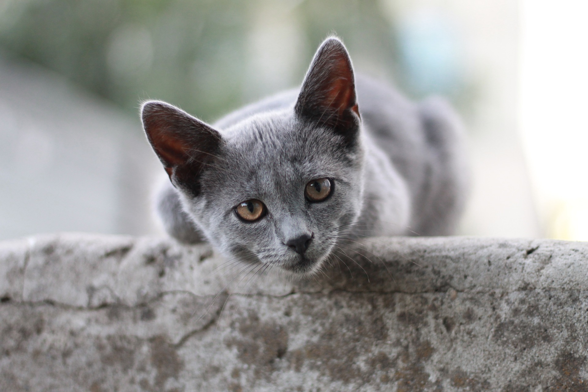 Γάτες Πάτρα δηλητηρίαση: Μαζική δολοφονία σοκάρει την πόλη