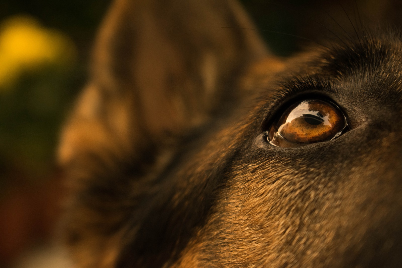 Πέραμα σκύλος: Νέο περιστατικό κακοποίησης – Βίντεο