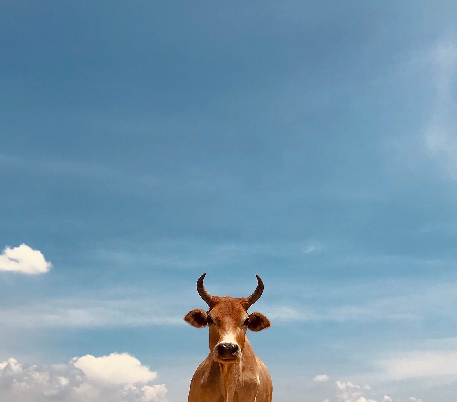 Τροχαίο με αγελάδες Ηγουμενίτσα: Νεκρά τα ζώα