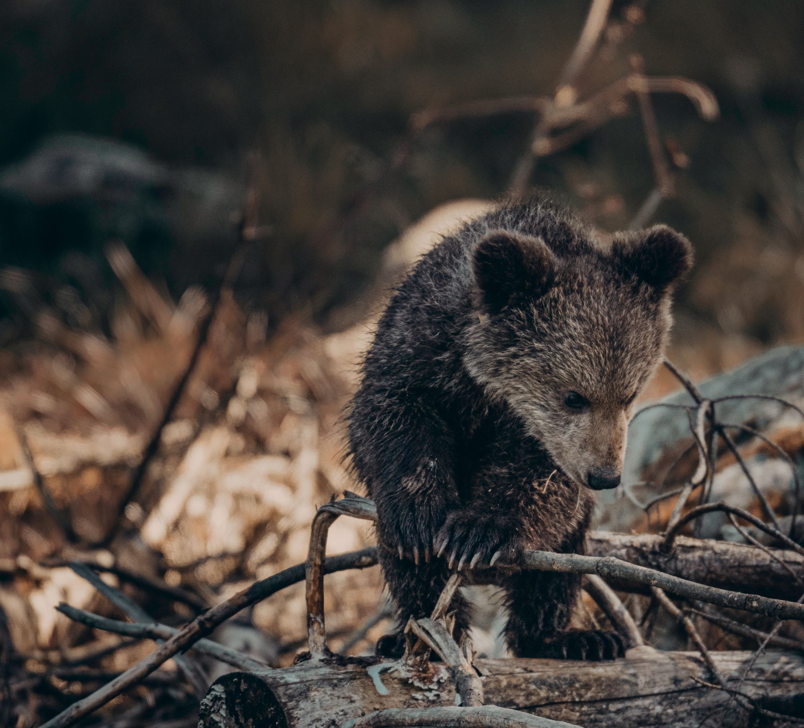 Μέτσοβο αρκουδάκια: Η βόλτα των θηλαστικών στην… Εγνατία