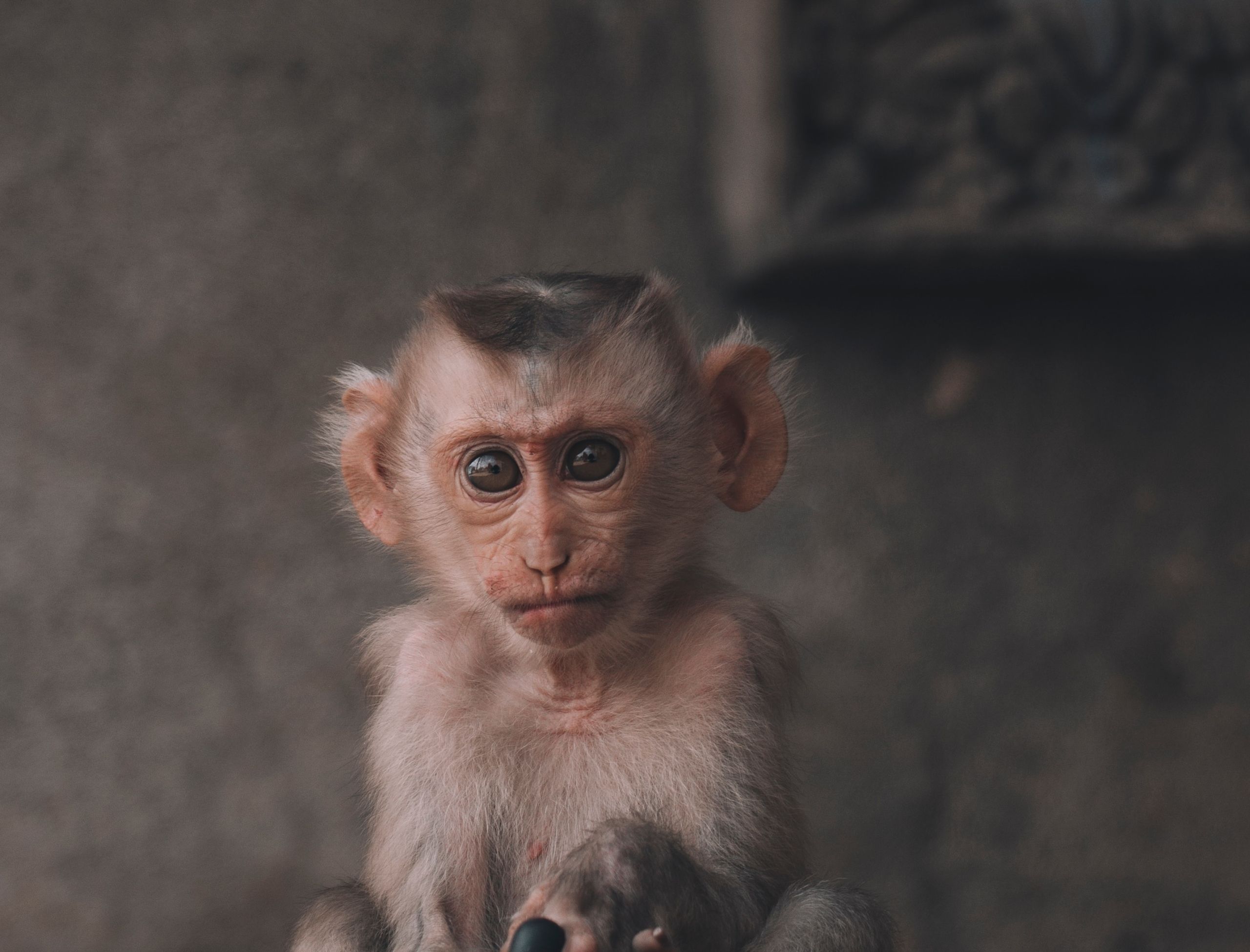 Πίθηκος «χίμαιρα» με διαφορετικά DNA: Η τρομακτική δύναμη της επιστήμης