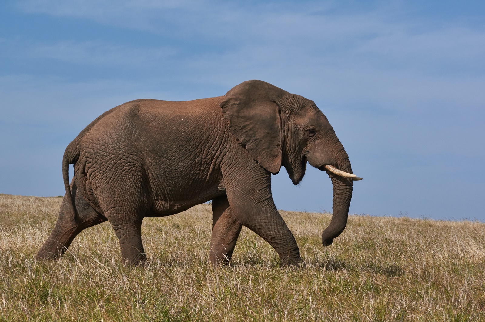Ελέφαντας έσπασε παράθυρο αυτοκινήτου: Πώς γλίτωσε η οικογένεια