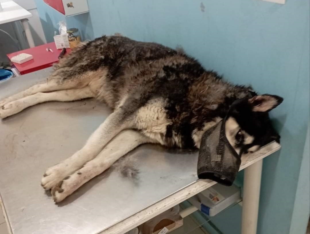 Χάσκι Αράχωβα – κακοποίηση: Τι είπε η κτηνίατρος που περιέθαλψε τον Όλιβερ