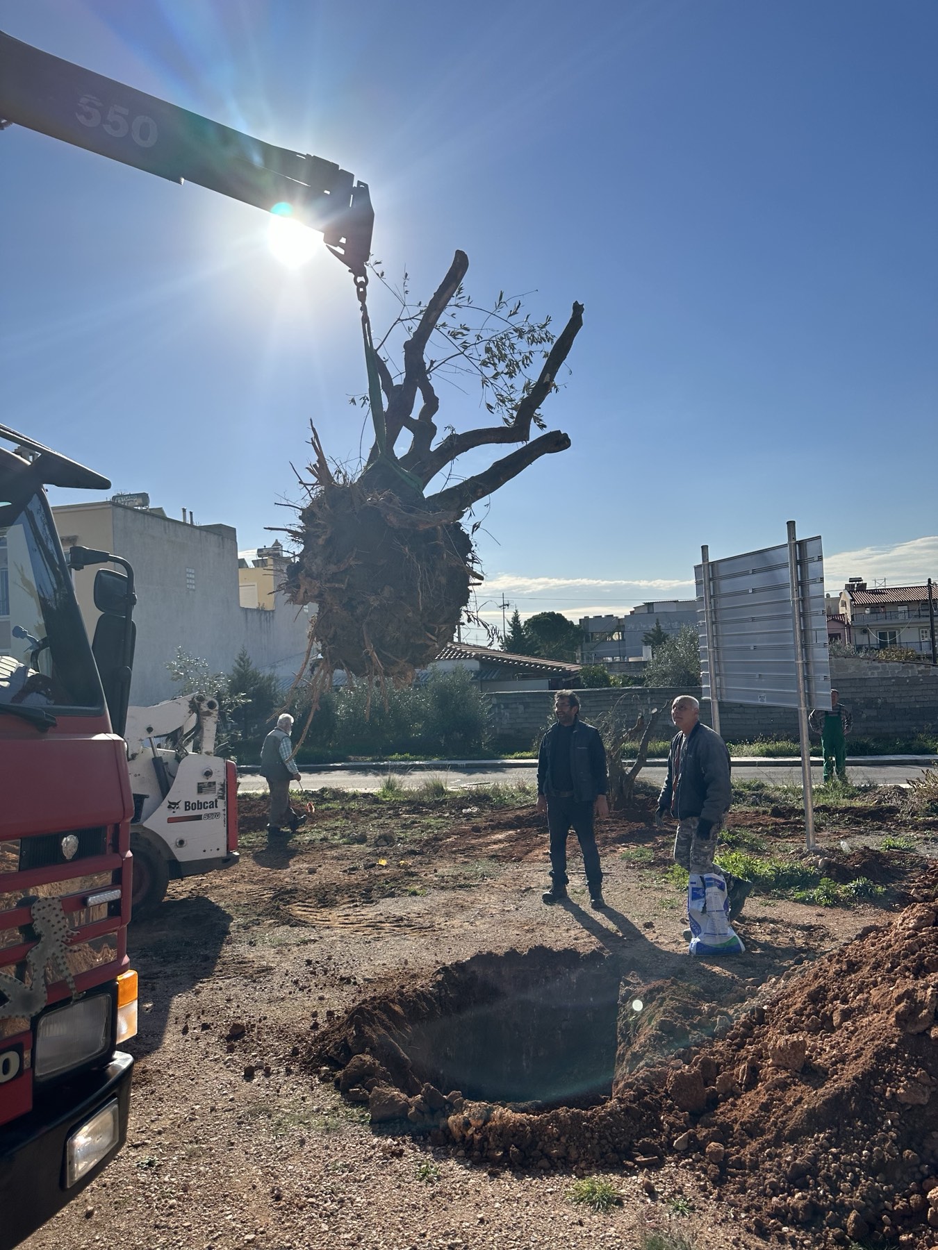 Επαναφύτευση μεγάλων ελαιόδεντρων από τον δήμο Φυλής | Alphafreepress.gr