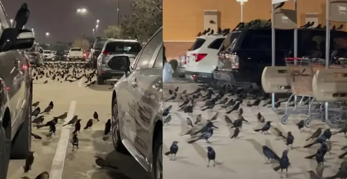 Σαν θρίλερ: Σμήνος μαύρων πουλιών κατέκλυσε πάρκινγκ στο Τέξας