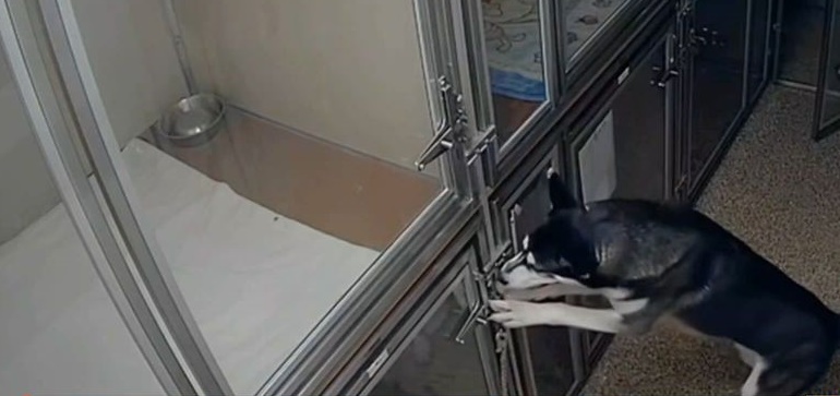Σκύλος δραπετεύει από το κλουβί του: Το χάσκι που μας έκλεψε την καρδιά!