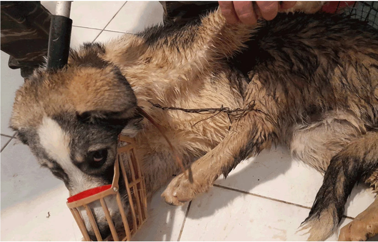 Μετέωρα: Κακοποίηση σκύλου από άγνωστο δράστη