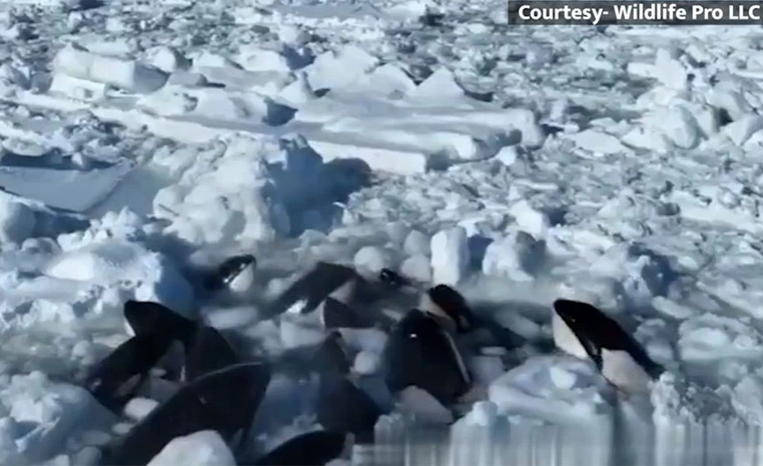 Συγκλονιστικό βίντεο από φάλαινες που εγκλωβίστηκαν στον πάγο