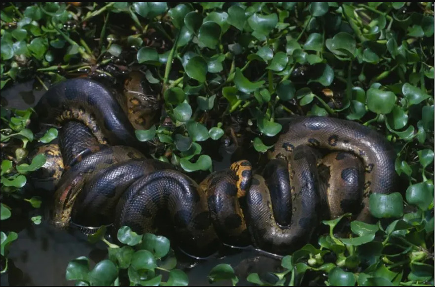 Το μεγαλύτερο φίδι στον κόσμο: Βρέθηκε στον Αμαζόνιο