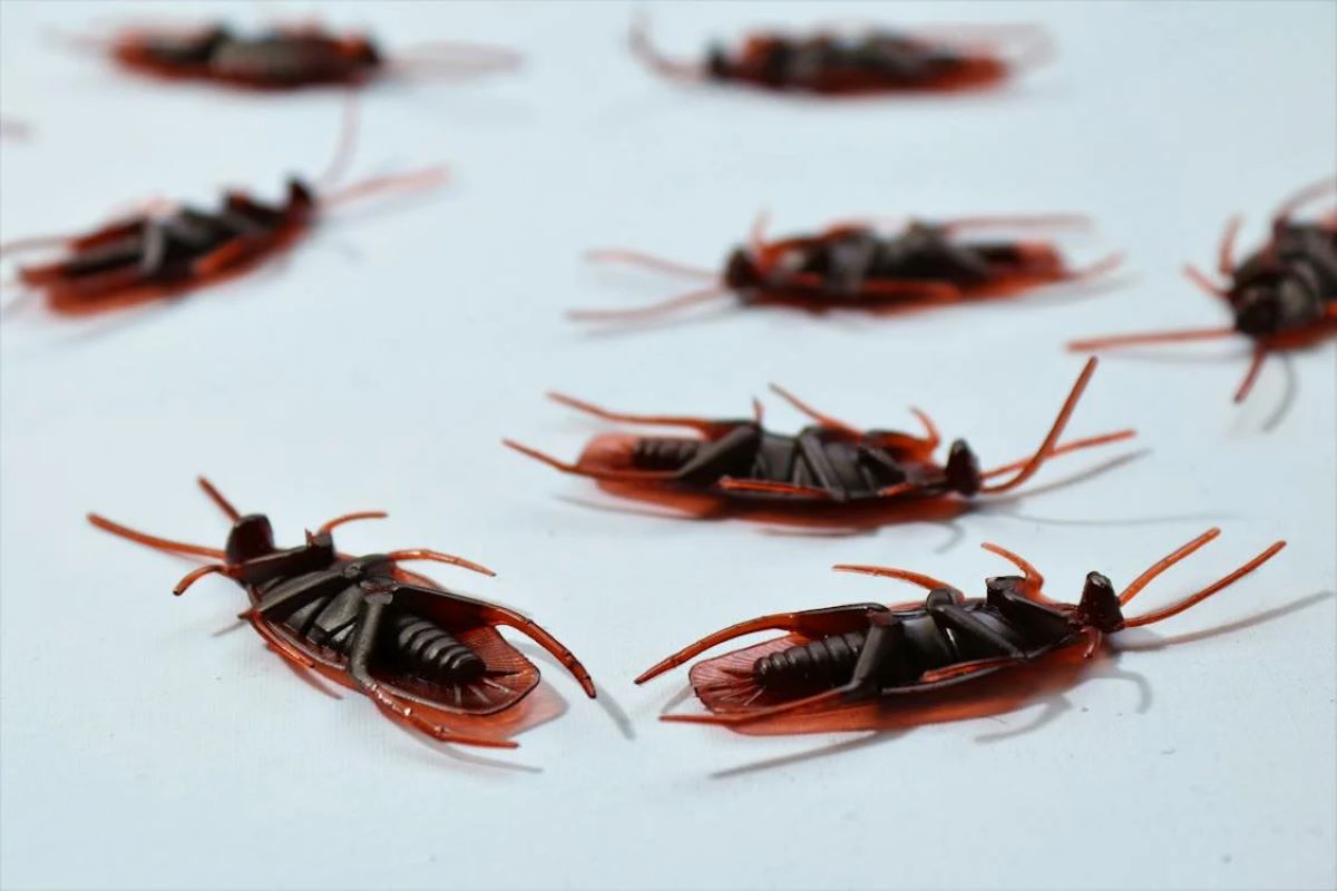 Κατσαρίδες απαλλαγή: Τρόποι απεντόμωσης