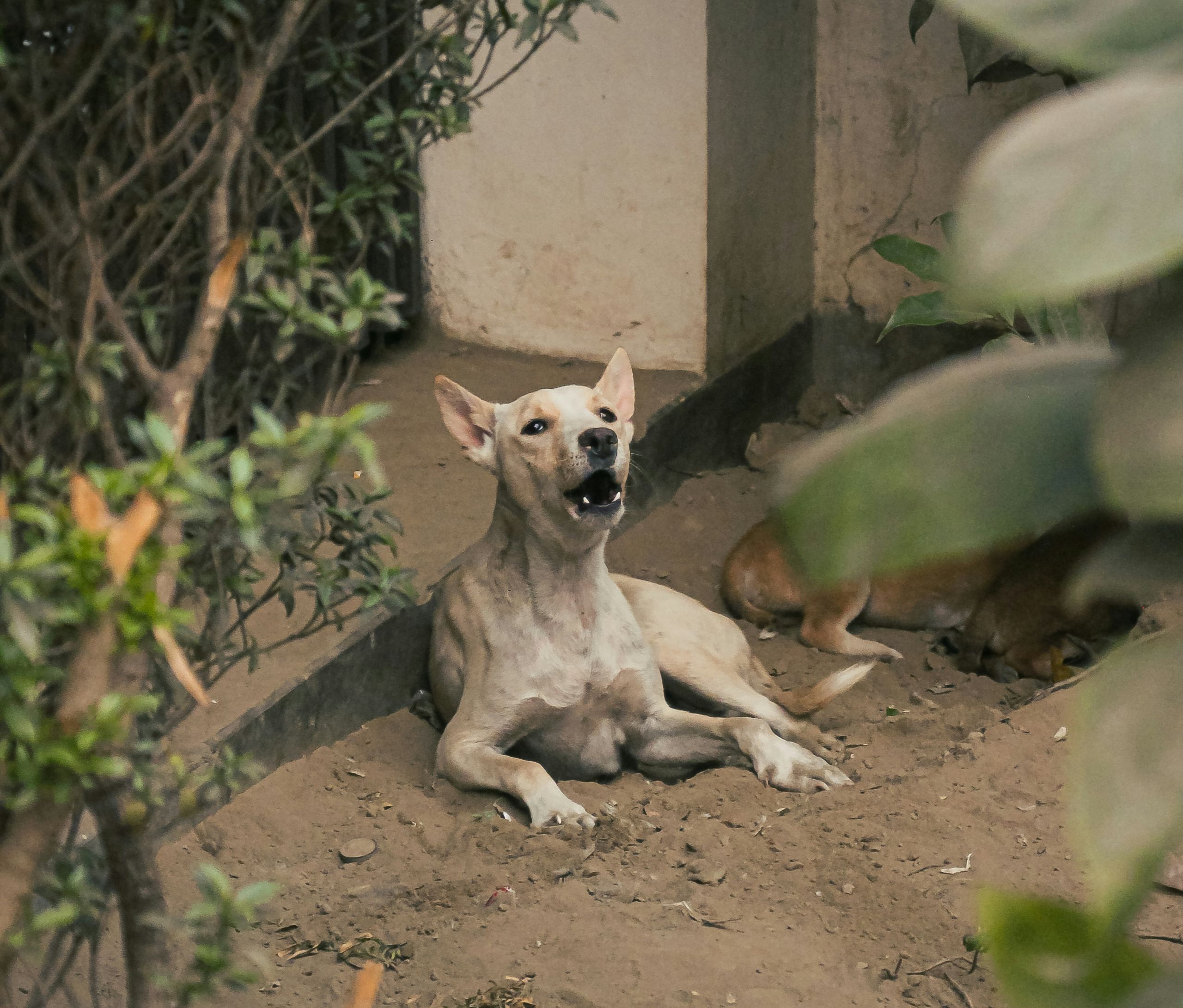 Καλιφόρνια σκύλος: Μια συγκλονιστική στιγμή μετά από μια απάνθρωπη πράξη