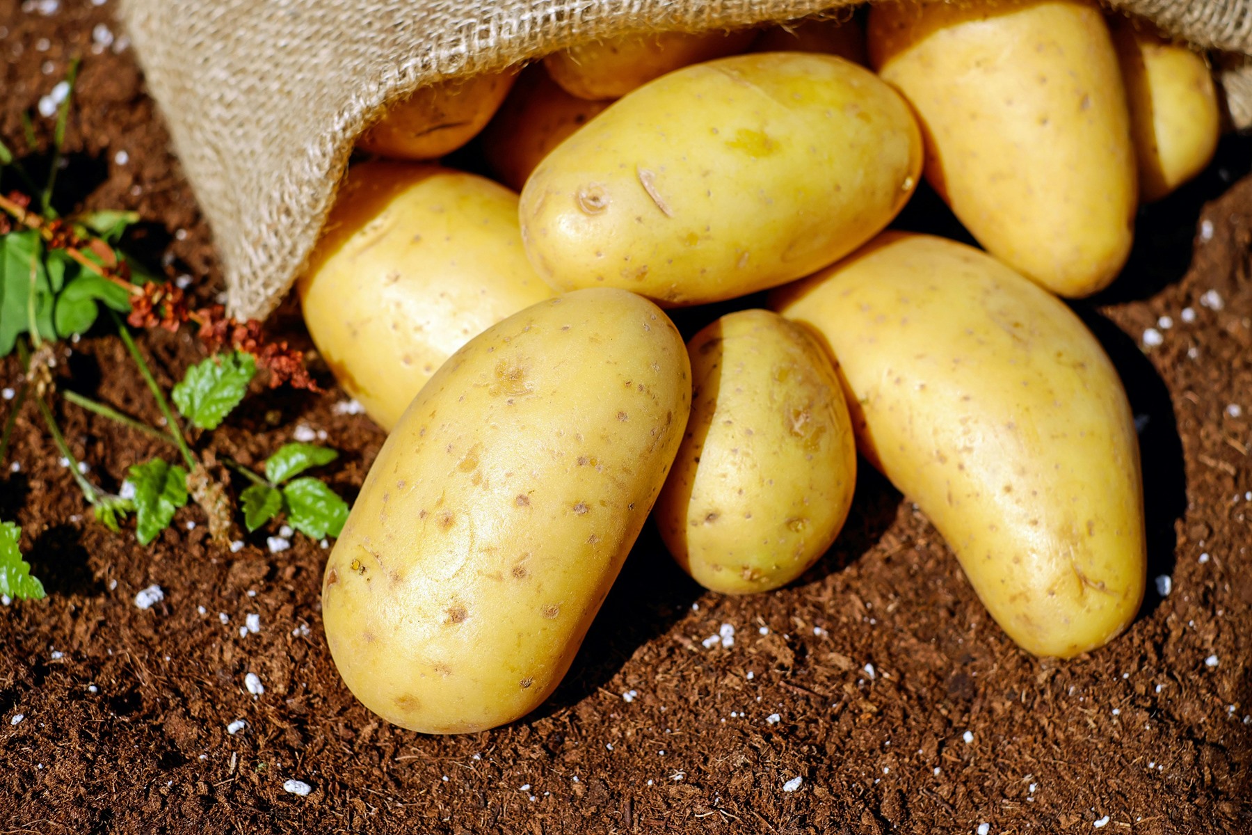 Πώς αποθηκεύω τις πατάτες: 4 σωστοί τρόποι για να διατηρηθούν φρέσκες