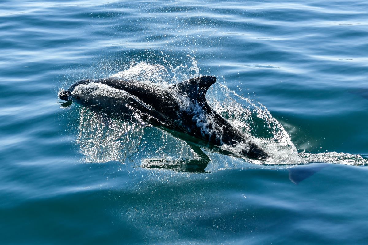 Δελφίνια Θερμαϊκός: Έκαναν την εμφάνισή τους και μαγνήτισαν τα βλέμματα