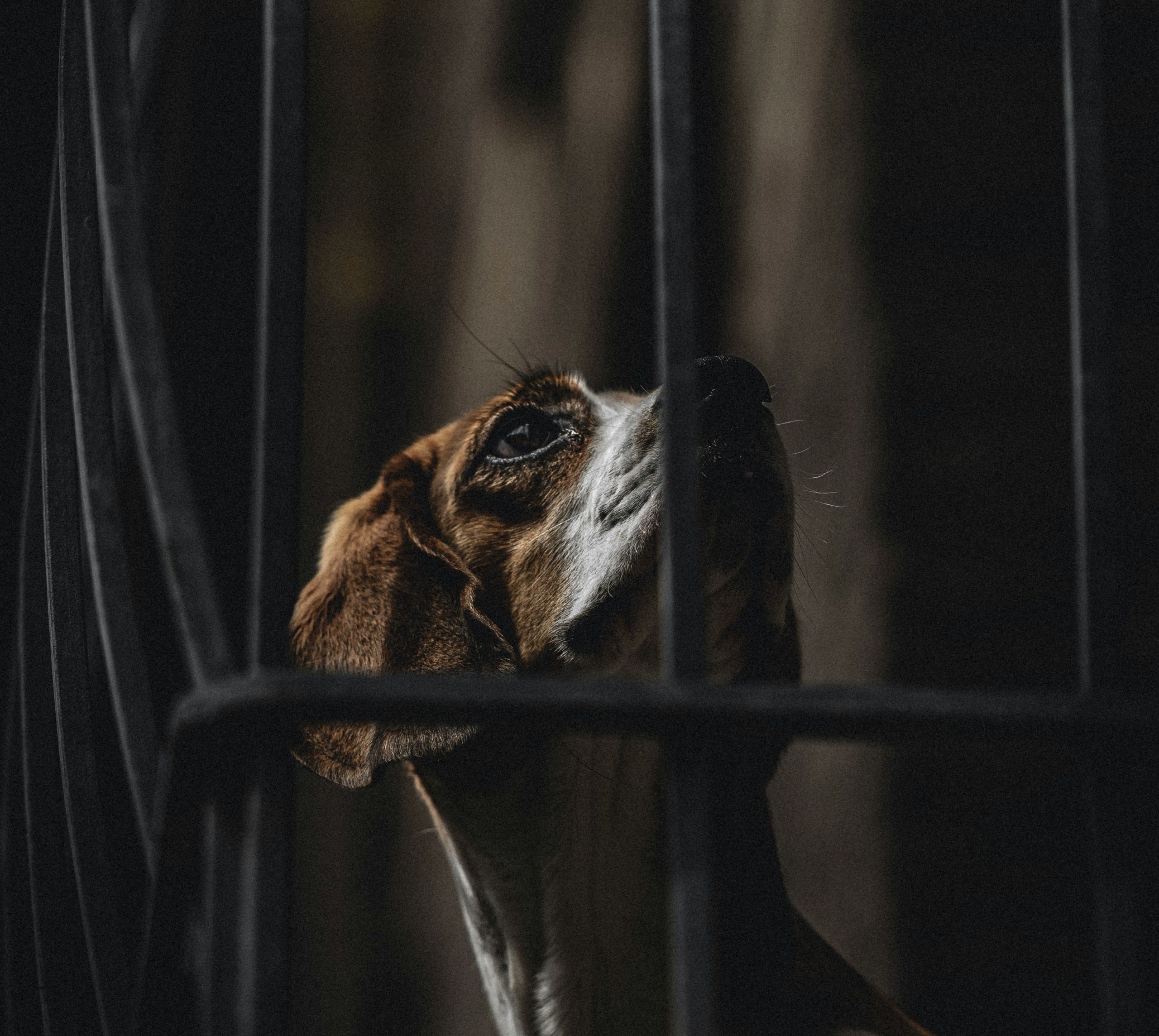 Έσερναν σκύλο από το παράθυρο στο Ναύπλιο: Φρικιαστικές εικόνες